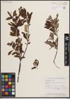 Foto von Salix discolor Muhl.